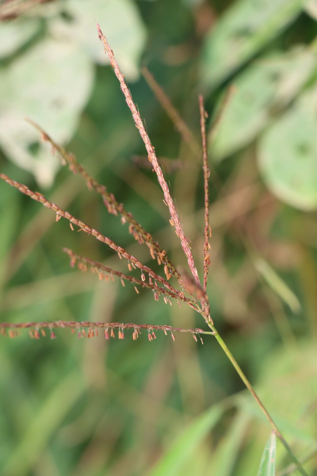 Microstegium fasciculatum fruit