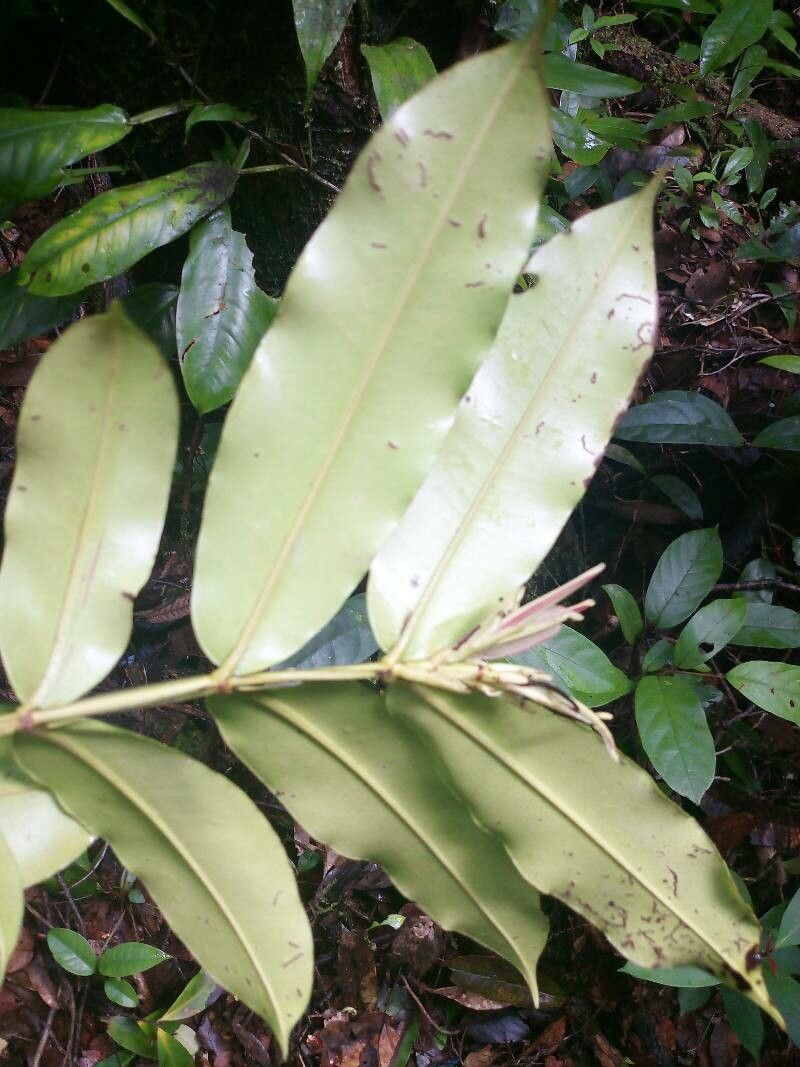 Mouriri crassifolia — search result for 'Mouriri'