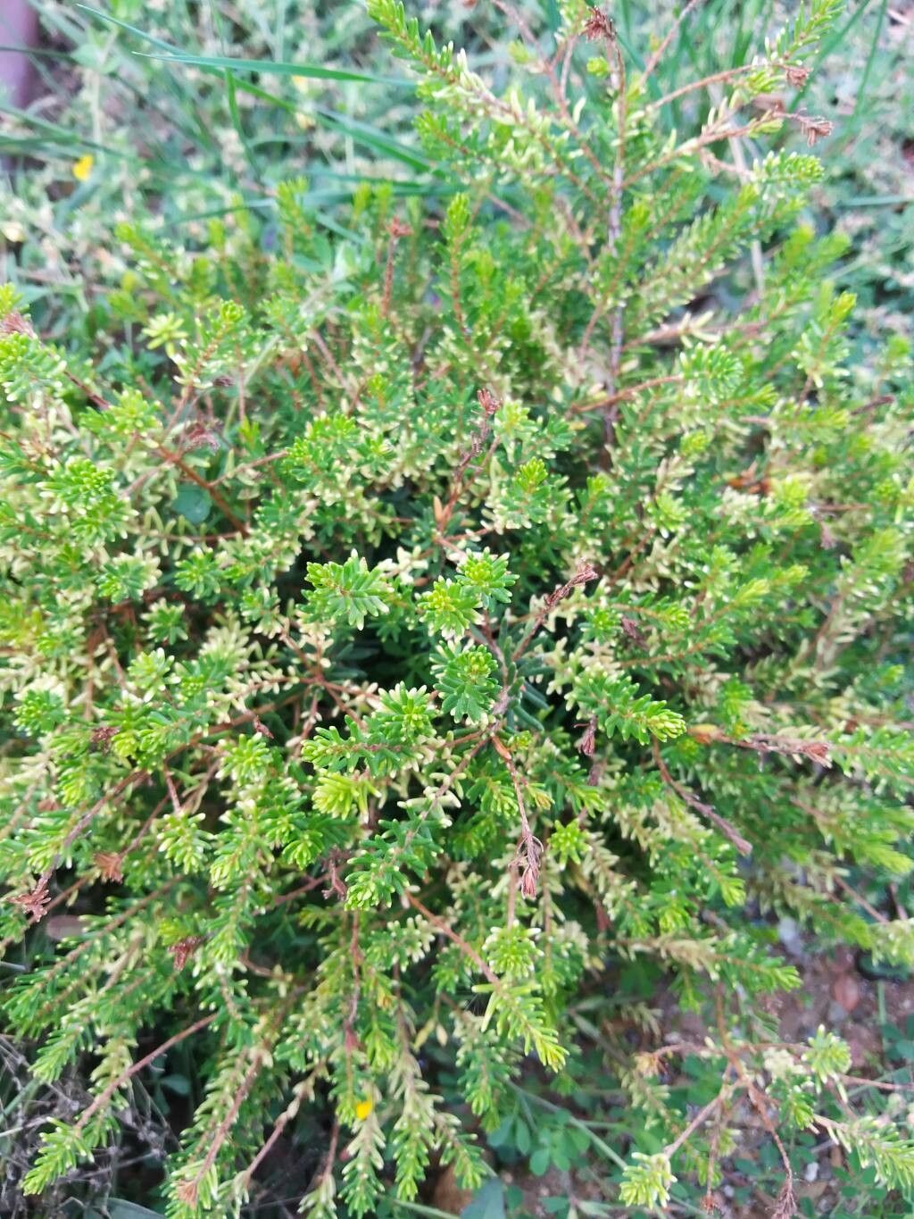 Sedum pallidum — sleep aid houseplant