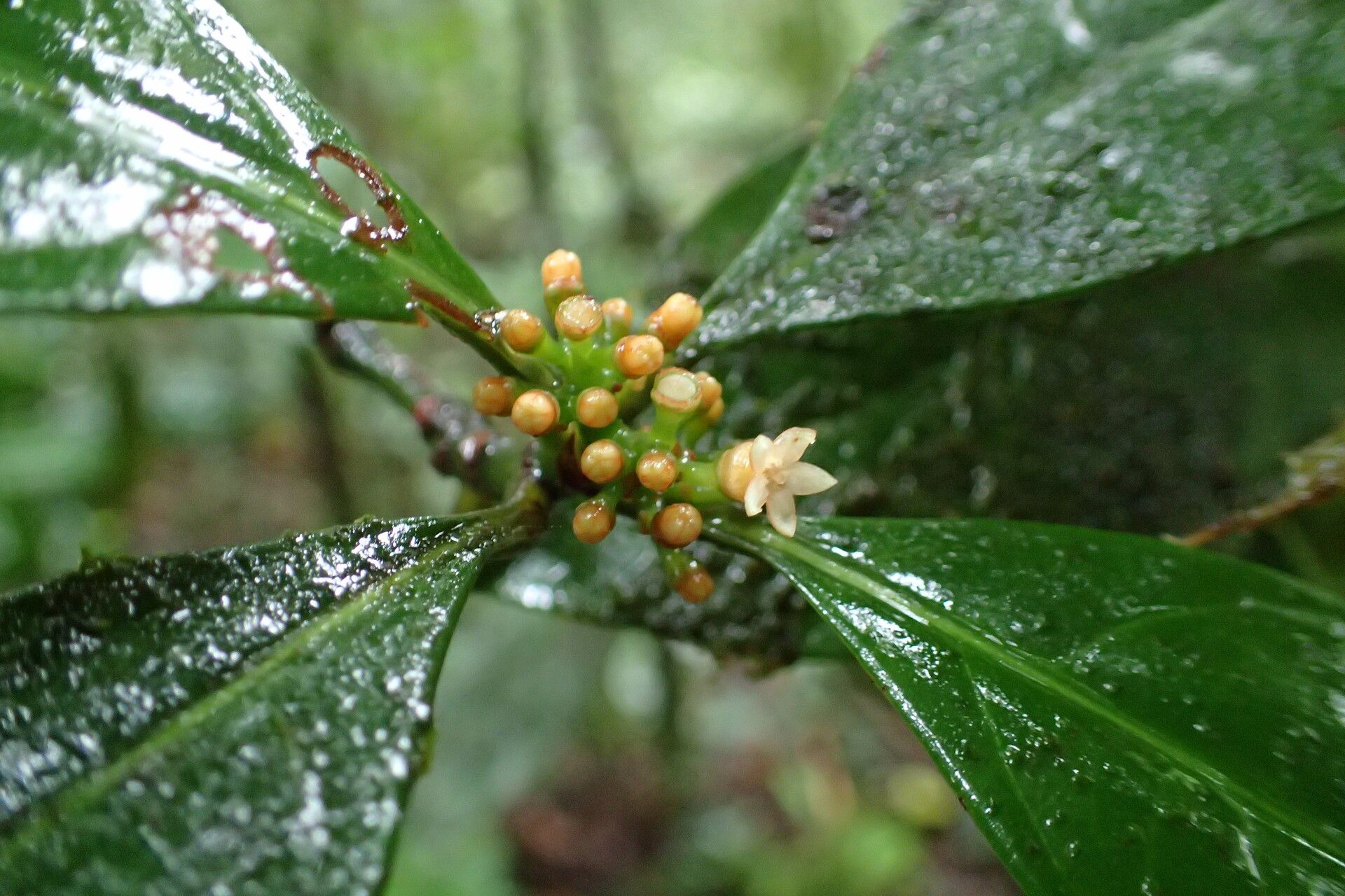 Psychotria dewildei flower