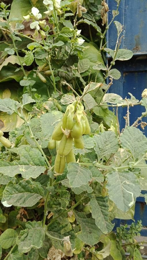 Crotalaria verrucosa fruit