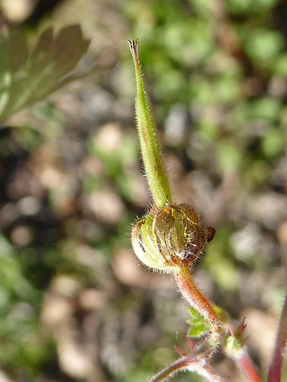 Geranium rotundifolium fruit