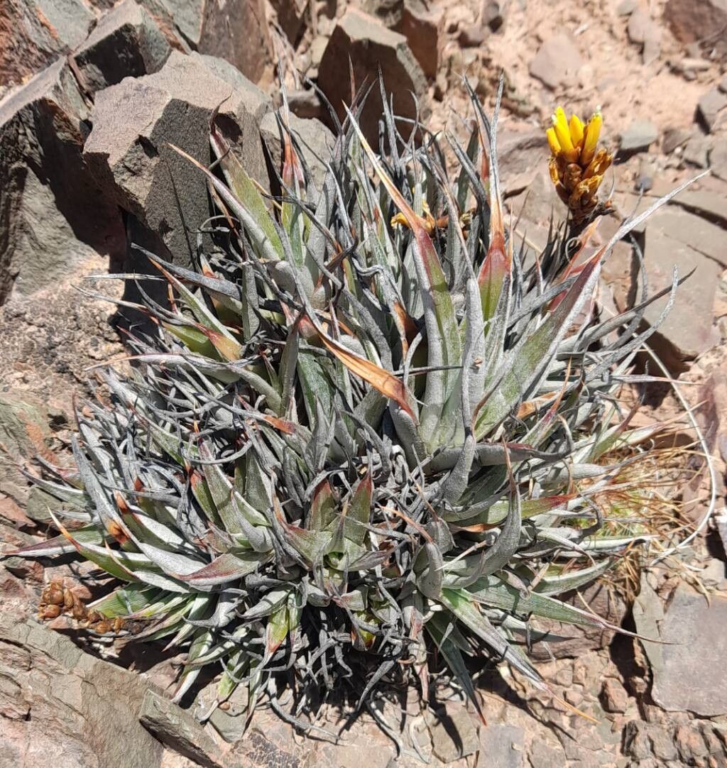 Deuterocohnia digitata habit