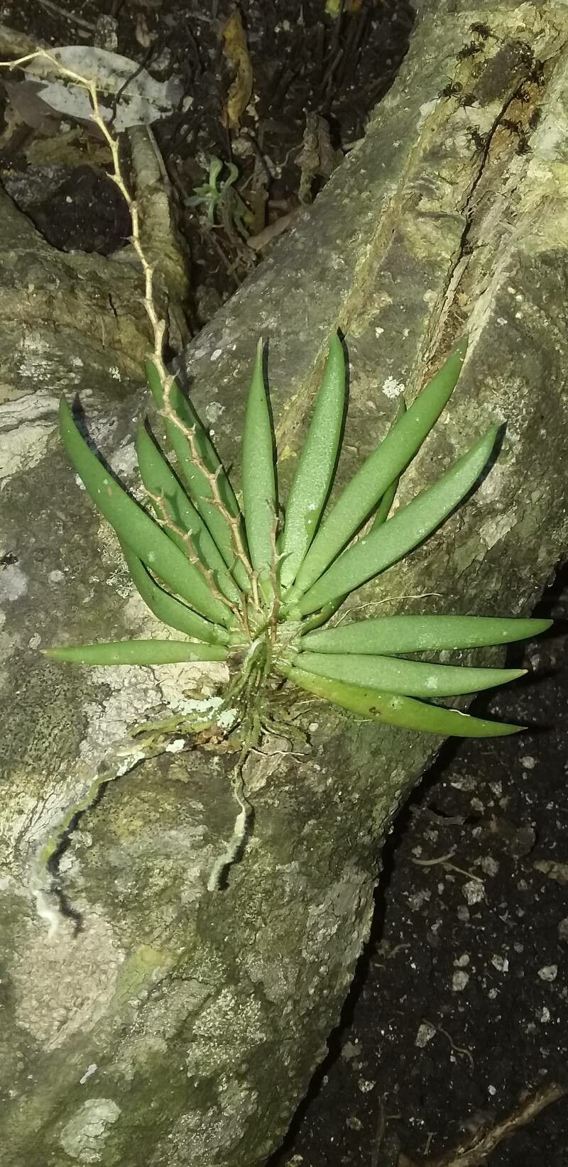 Ornithocephalus inflexus — related species from the same genus