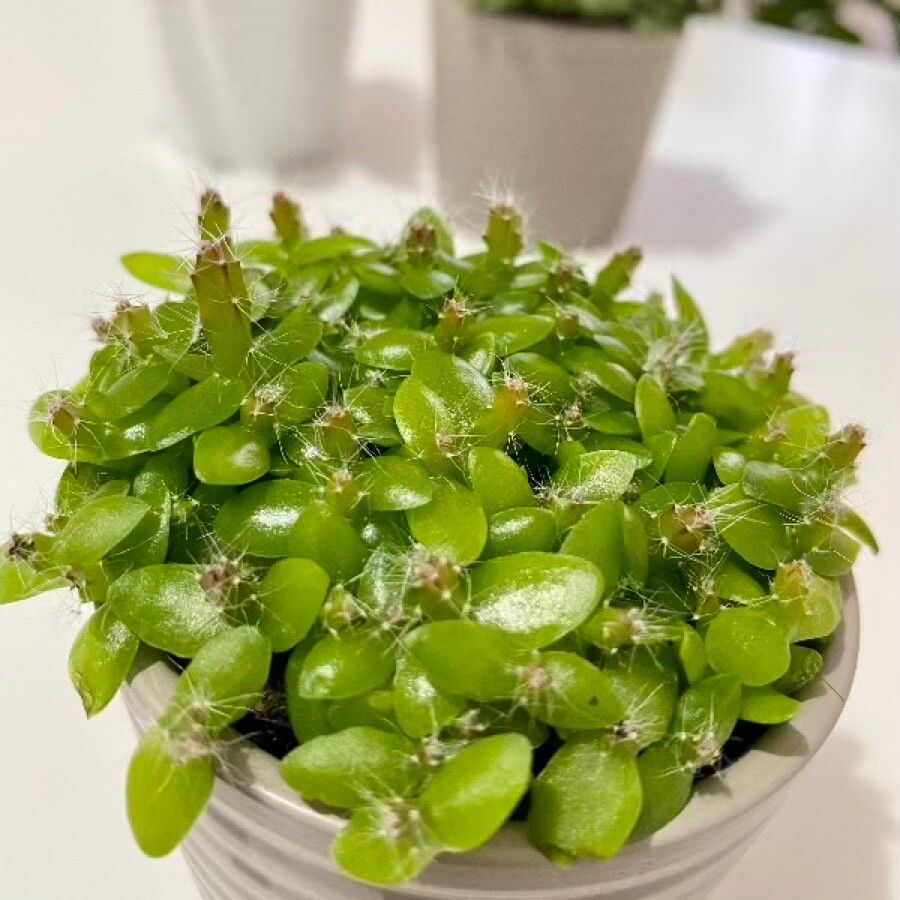 Selenicereus undatus