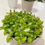 Selenicereus undatus