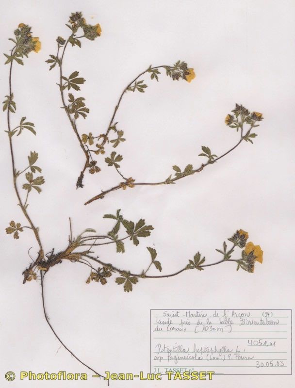 Potentilla fagineicola habit