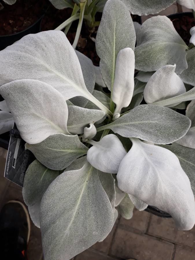 Senecio candidans — search result for 'Senecio'