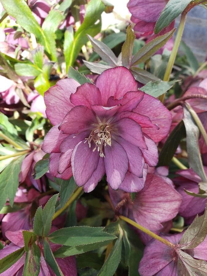 Helleborus hybridus flower