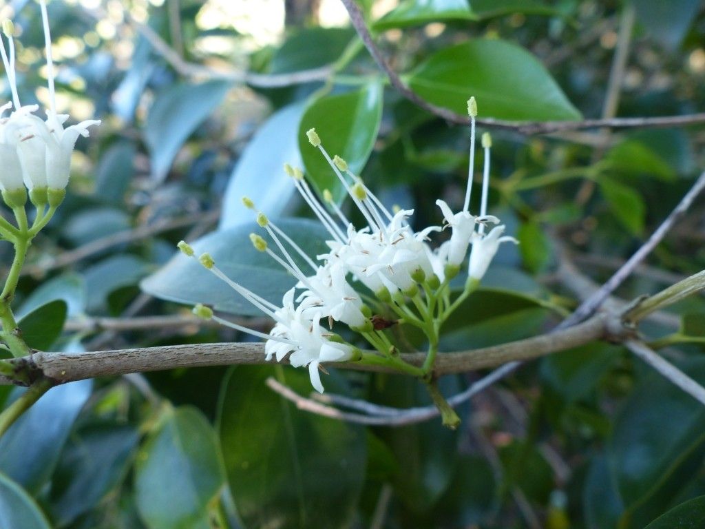 Psydrax paradoxus flower
