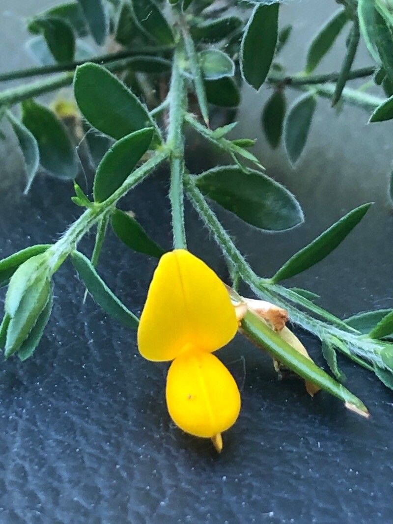 Genista falcata flower