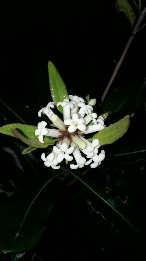 Pittosporum brevispinum flower
