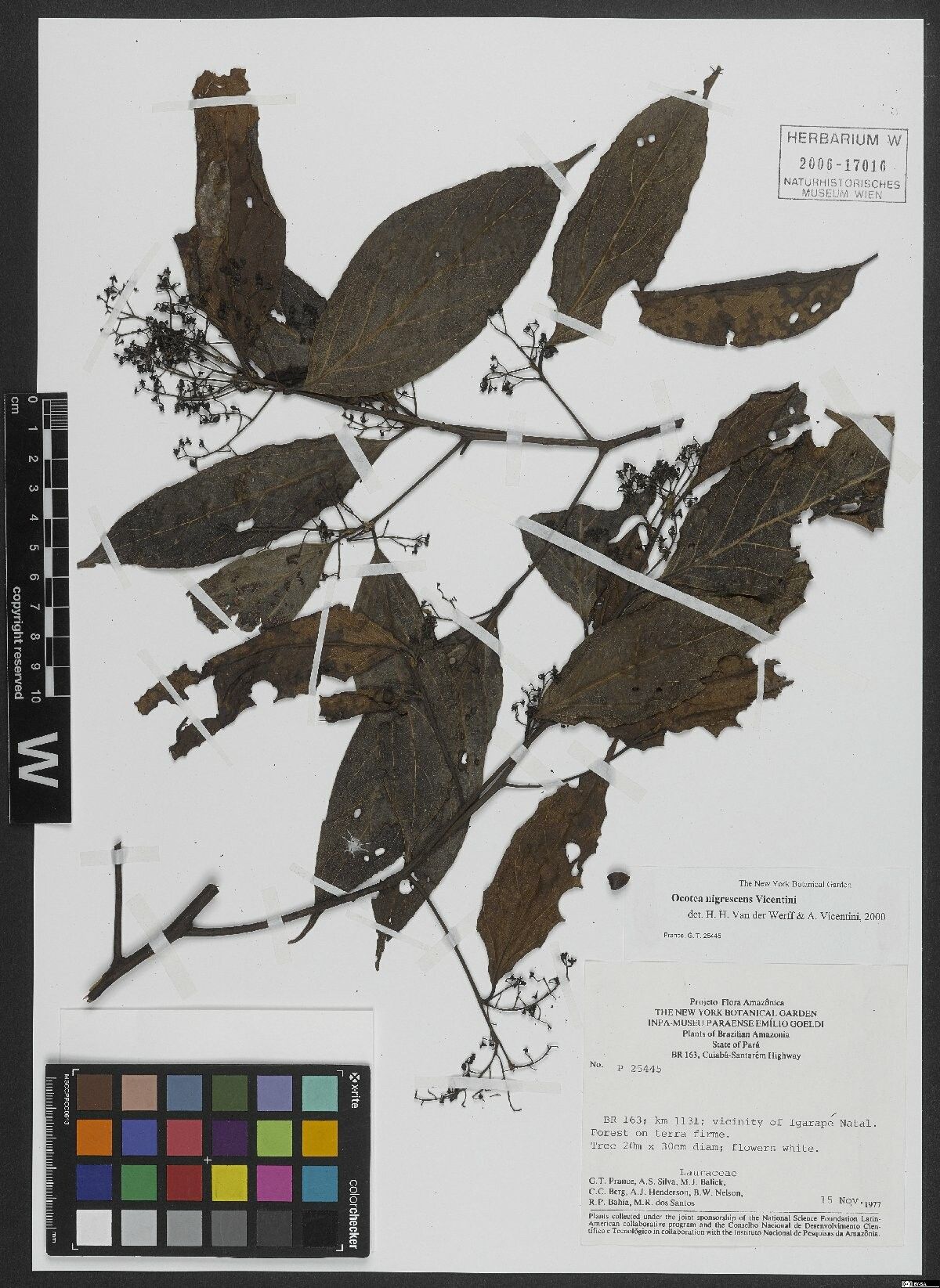 Ocotea nigrescens — houseplant care guide