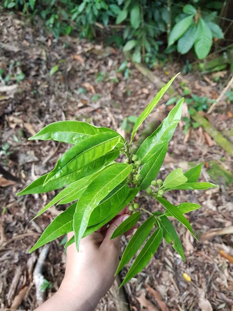 Ficus donnell-smithii — houseplant care guide