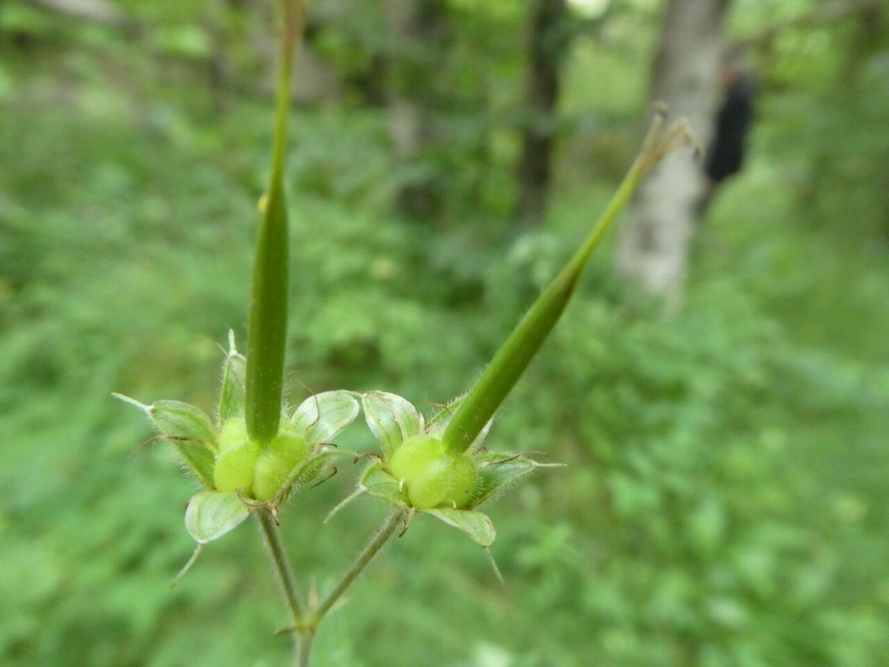 Geranium sylvaticum fruit