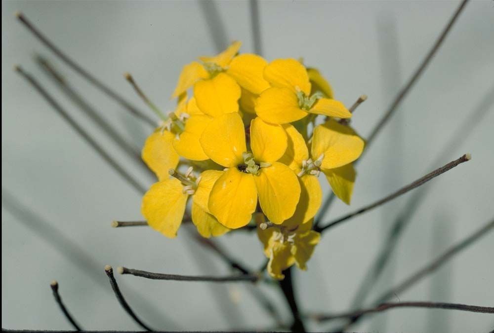 Erysimum teretifolium — search result for 'Erysimum'
