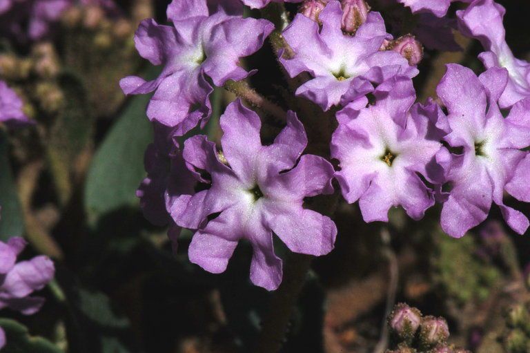 Tripterocalyx crux-maltae — houseplant care guide