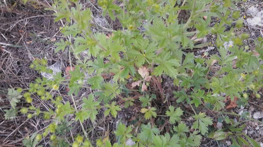 Potentilla supina leaf