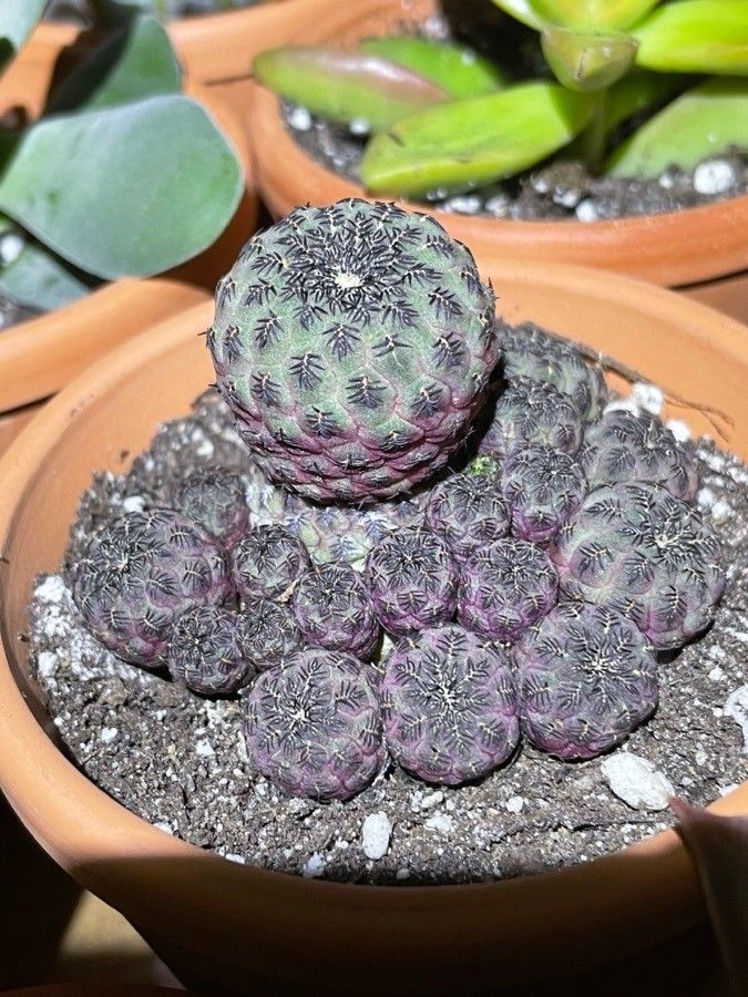 Sulcorebutia canigueralii flower