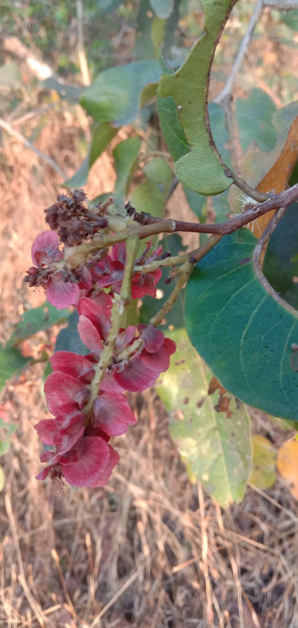 Terminalia paniculata fruit