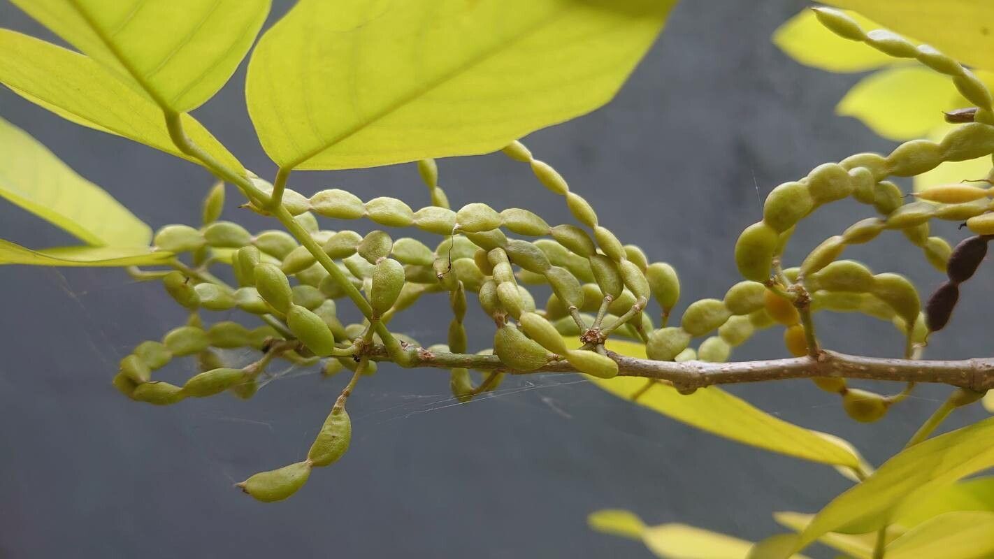 Dendrolobium umbellatum fruit