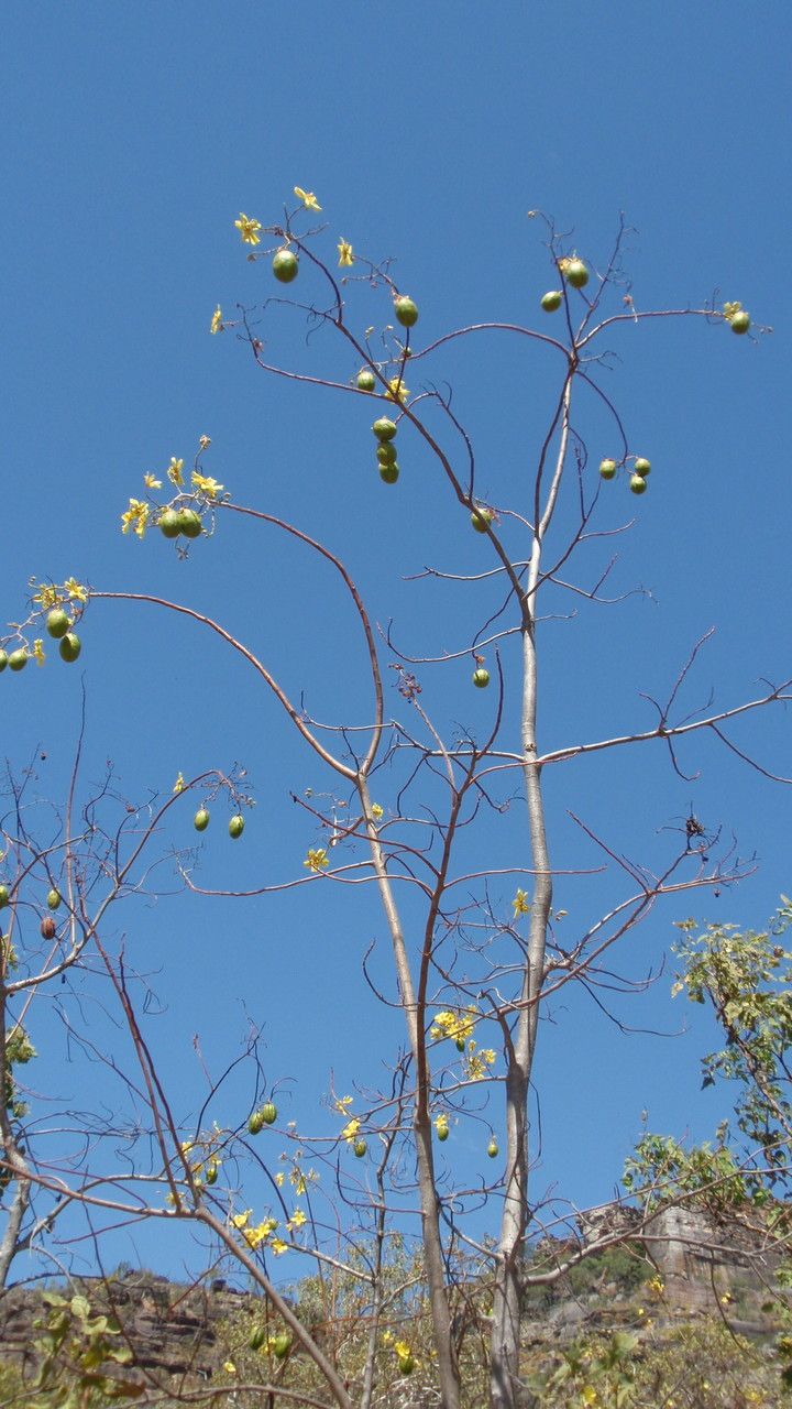 Cochlospermum fraseri habit