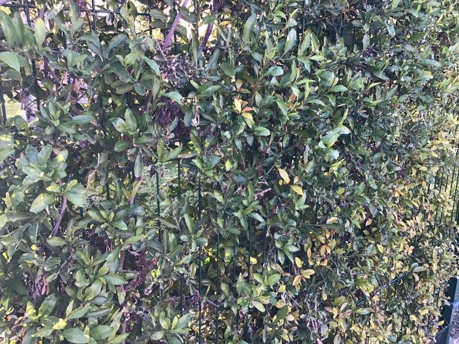 Rothmannia capensis — search result for 'Gardenia'