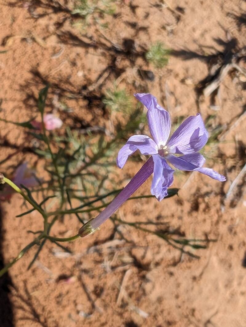 Ipomopsis longiflora flower