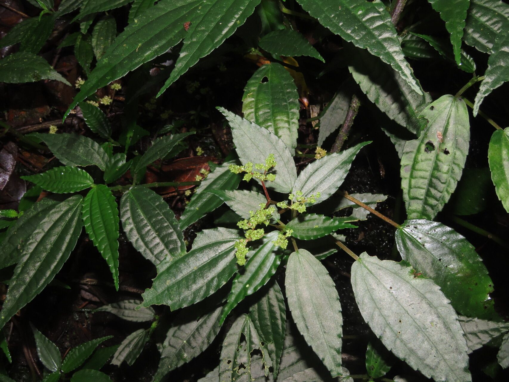 Pilea vulcanica leaf