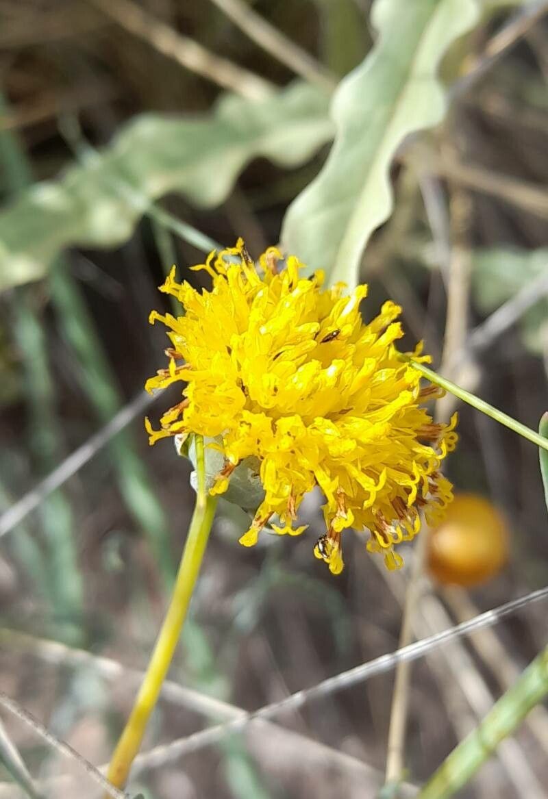 Thelesperma megapotamicum flower