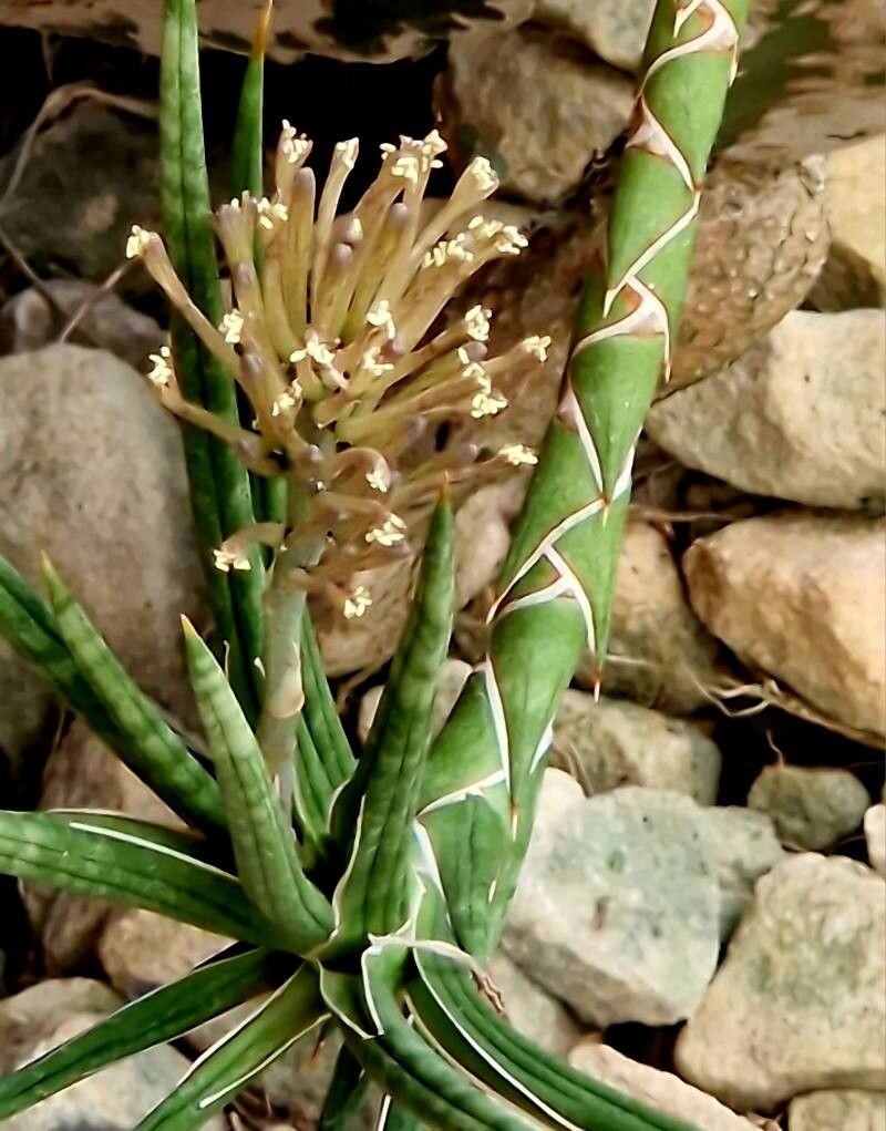 Dracaena francisii flower