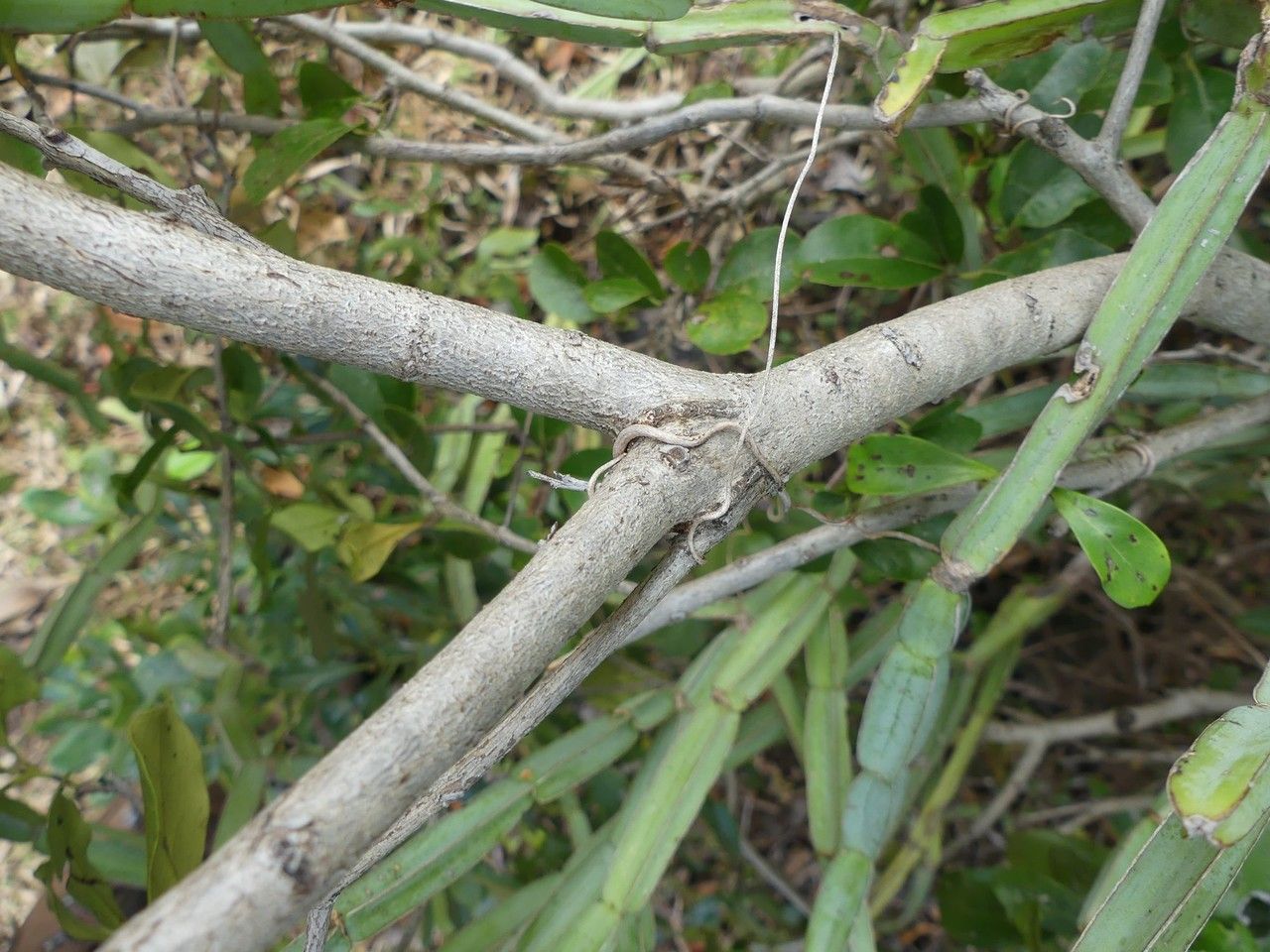 Woodfordia fruticosa bark