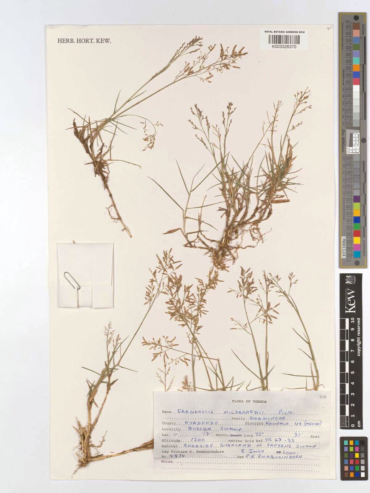 Eragrostis mildbraedii — houseplant care guide