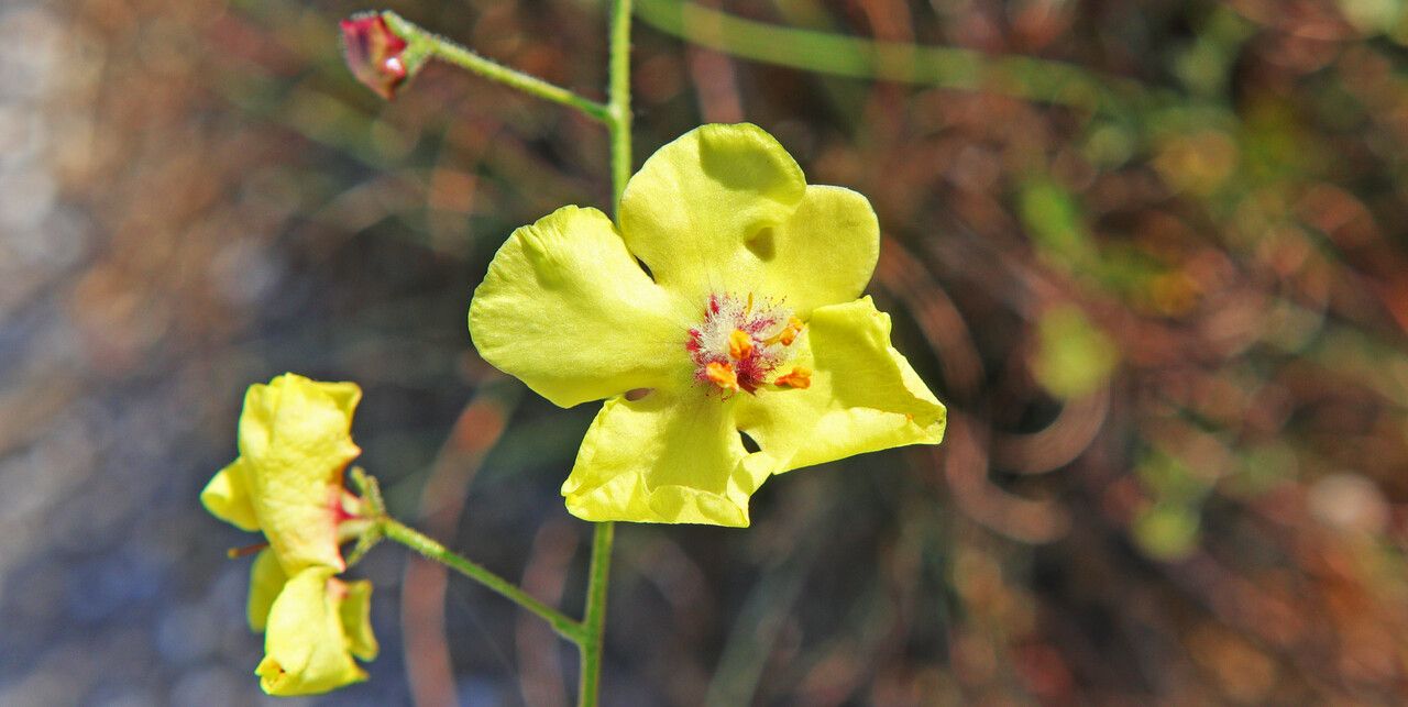 Verbascum boissieri flower