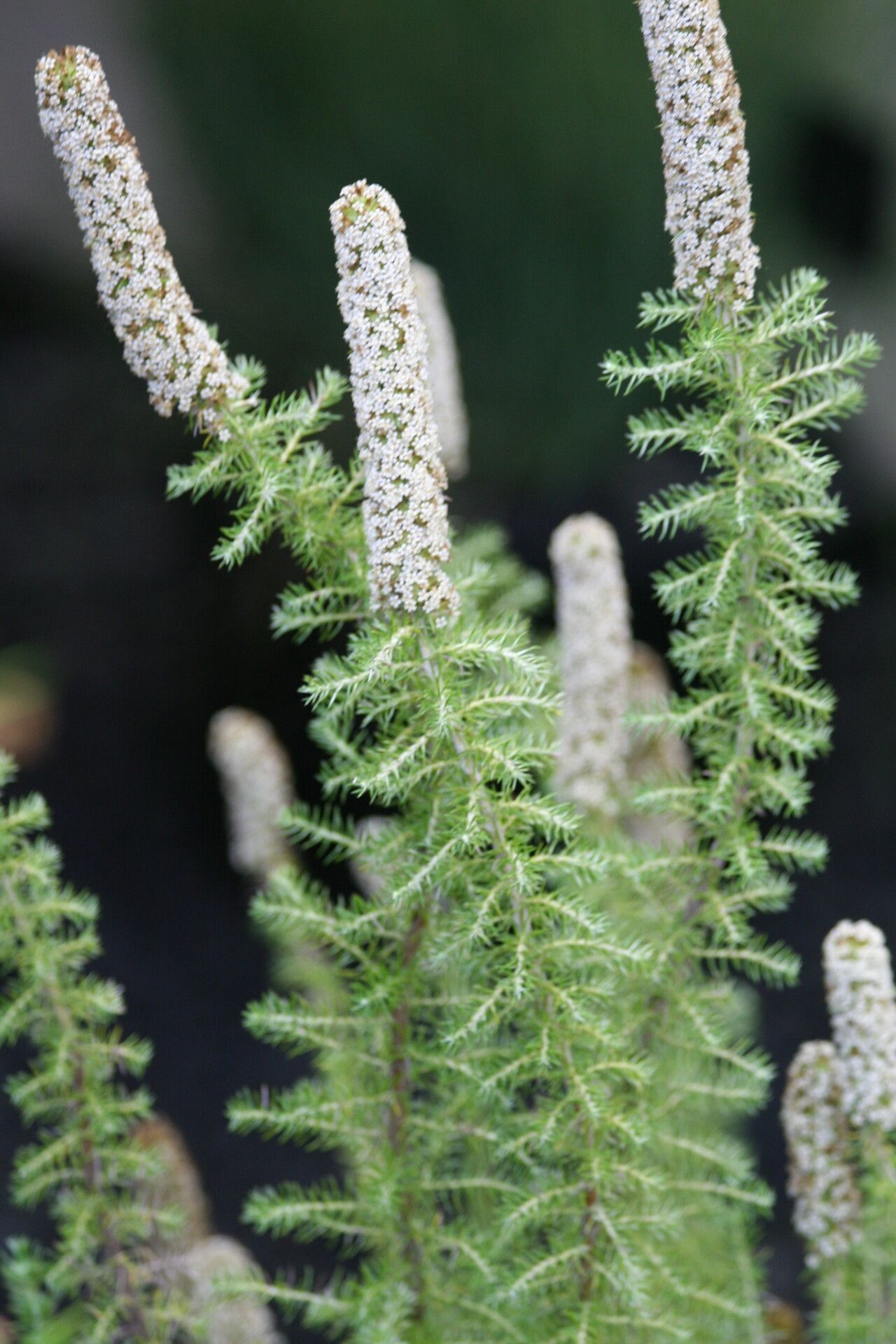 Seriphium cinereum — related species from the same genus