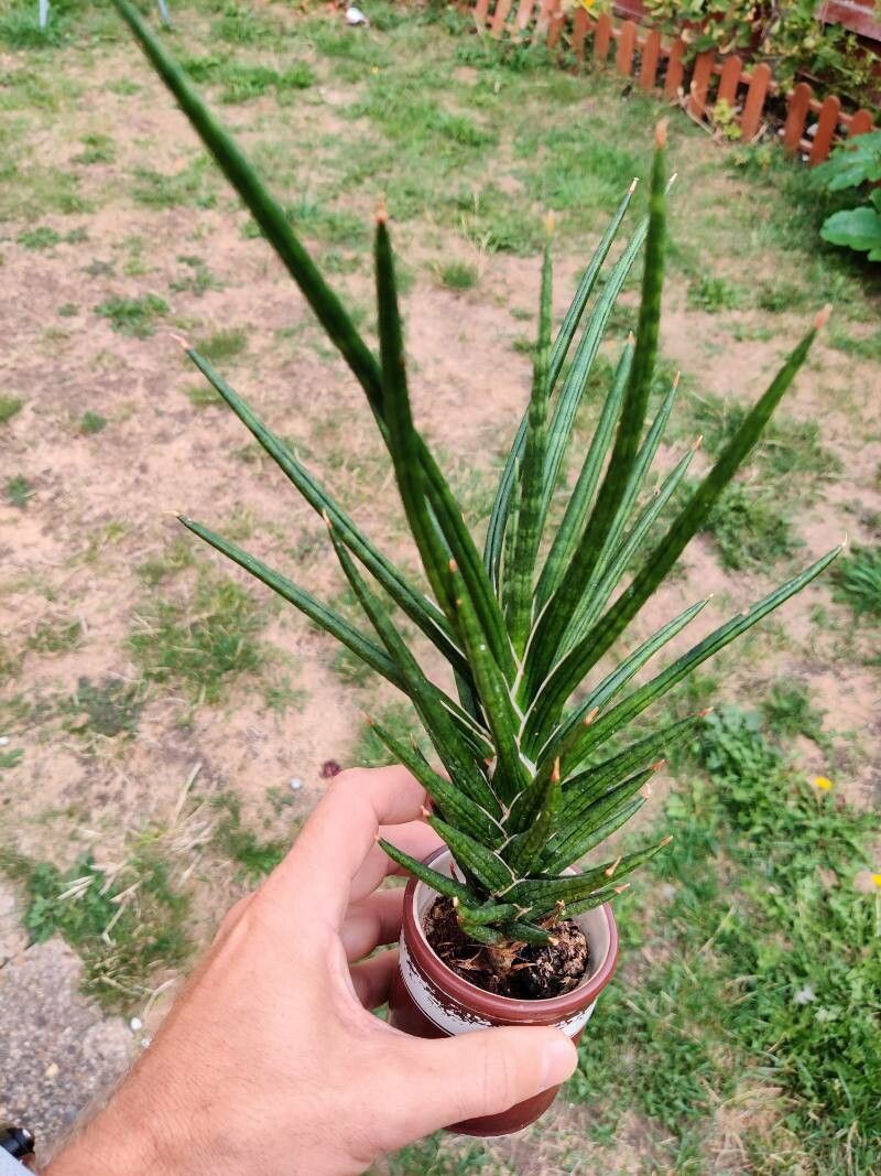 Sansevieria francisii flower