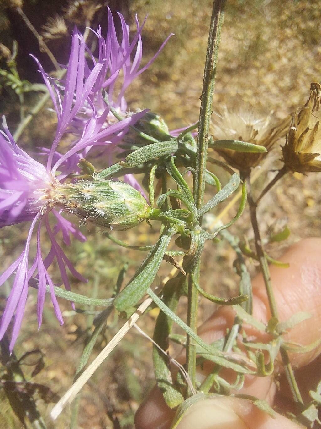 Centaurea borysthenica flower