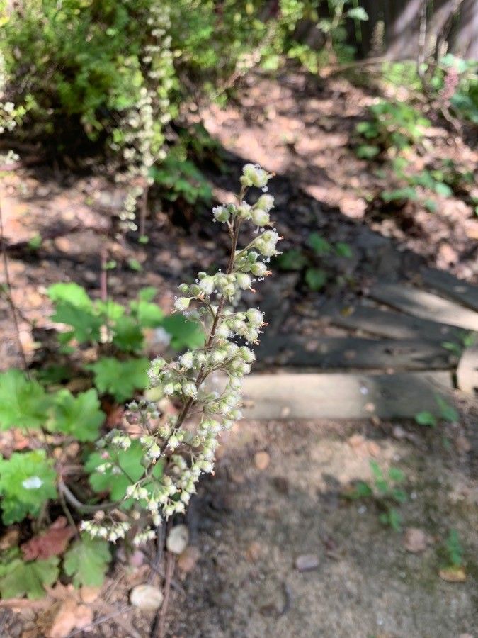 Heuchera maxima flower