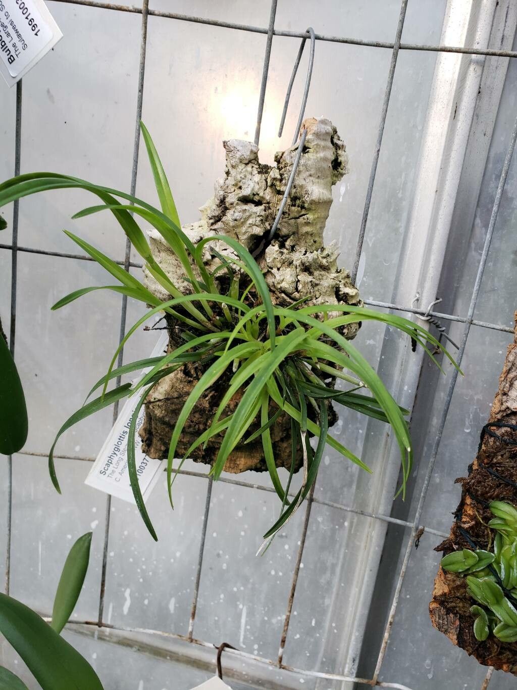 Scaphyglottis longicaulis habit