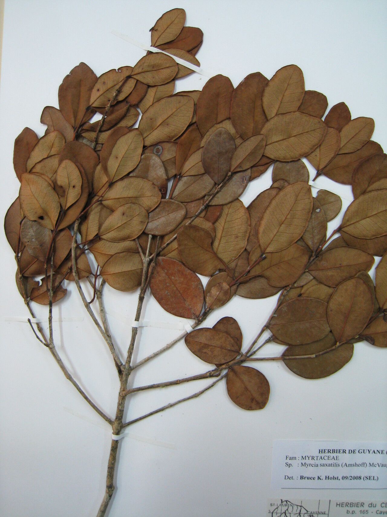 Myrcia saxatilis other