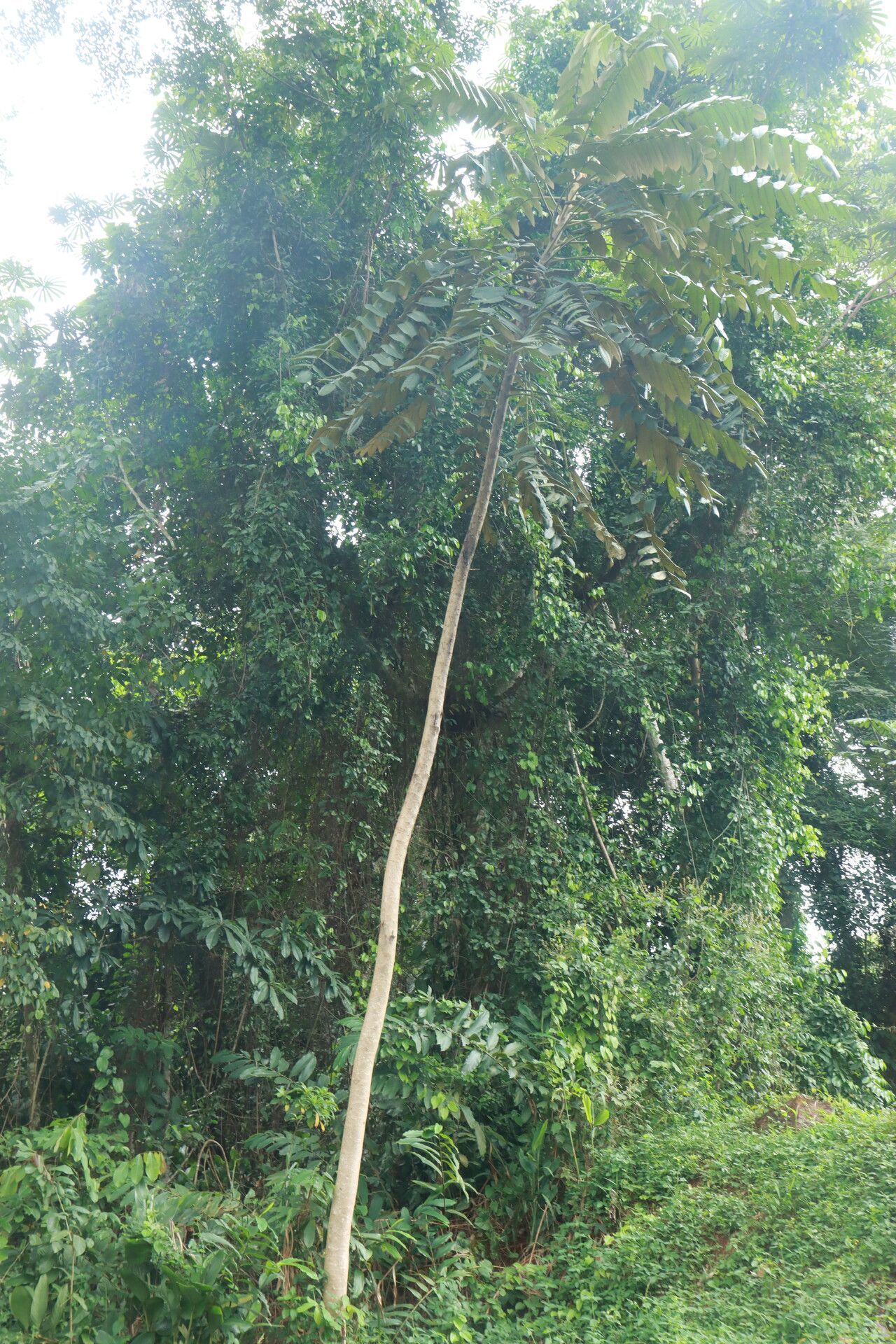Polyscias fulva habit