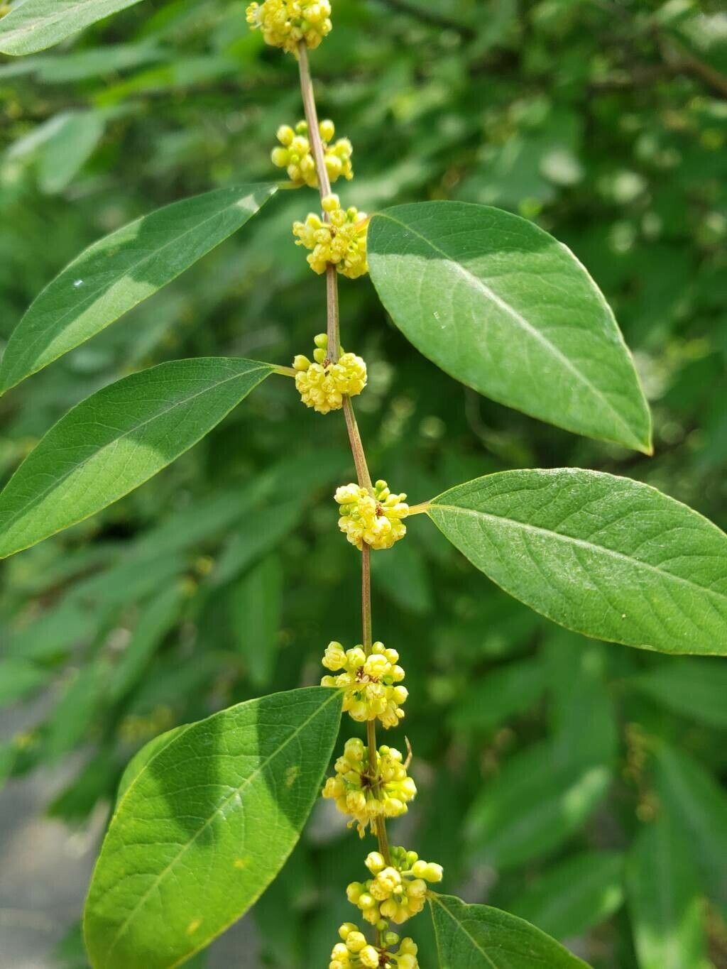 Flueggea suffruticosa flower
