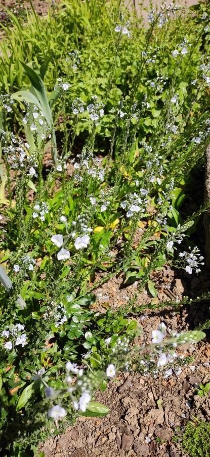 Veronica gentianoides habit