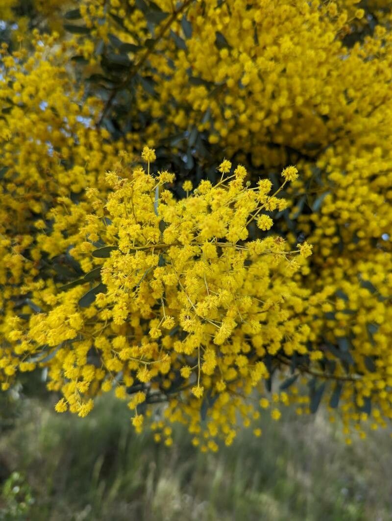 Acacia decora flower