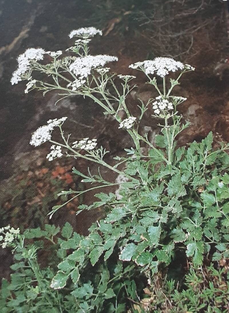 Pimpinella junionae habit