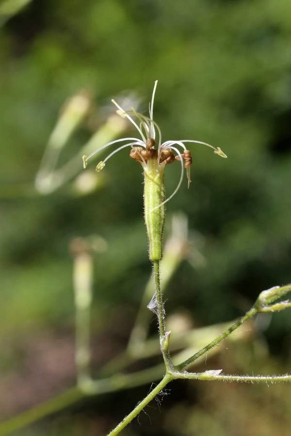 Silene gigantea flower