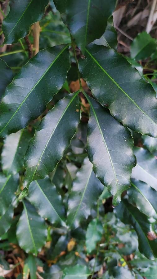 Metopium brownei — related species from the same genus