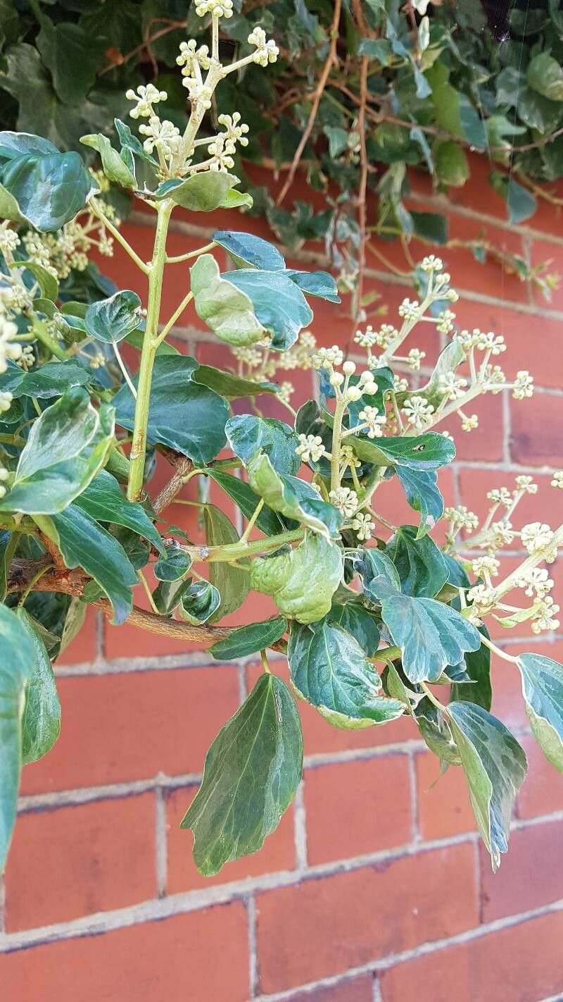 × Fatshedera lizei leaf