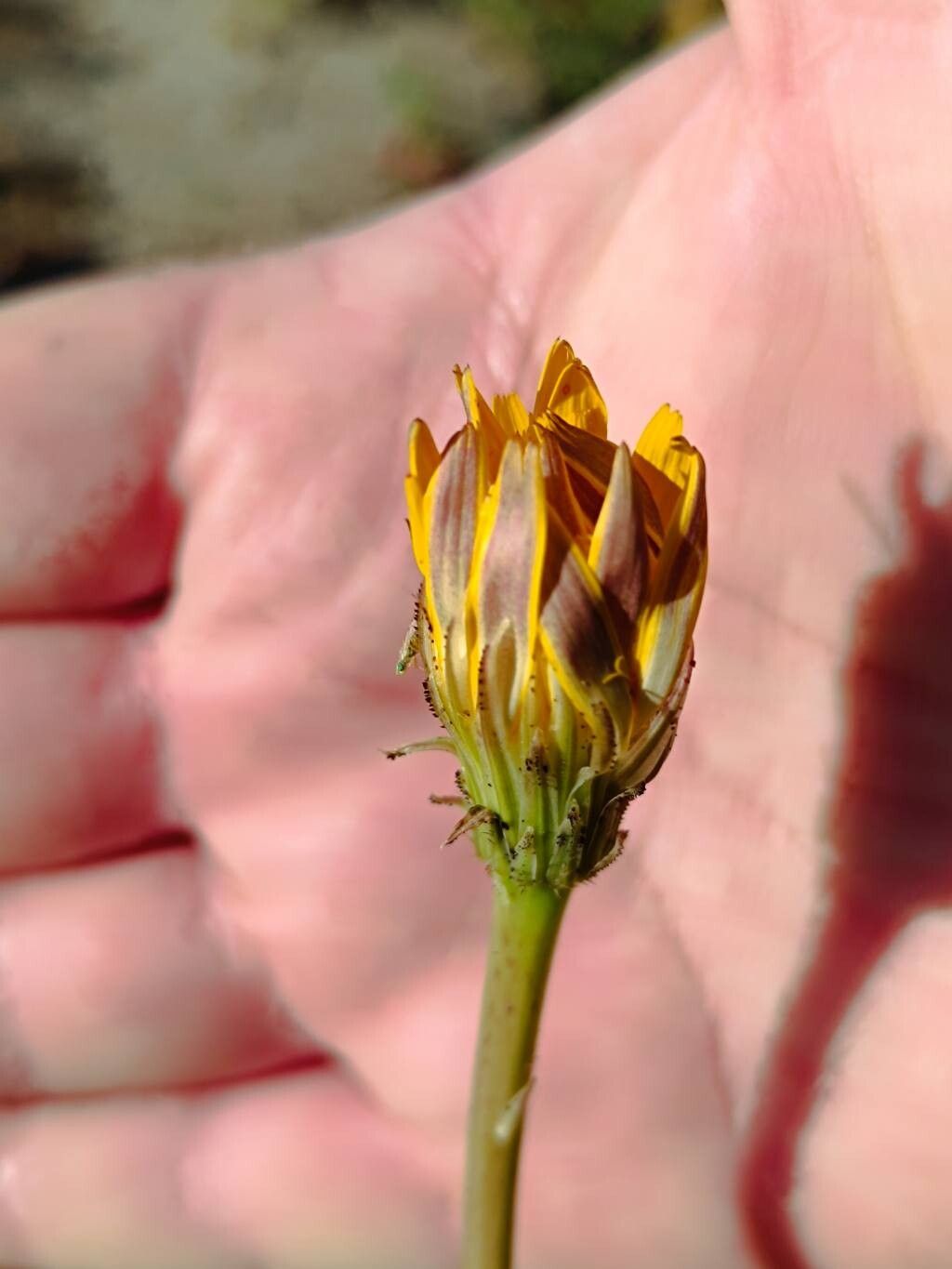 Hypochaeris salzmanniana — search result for 'Hypochaeris'