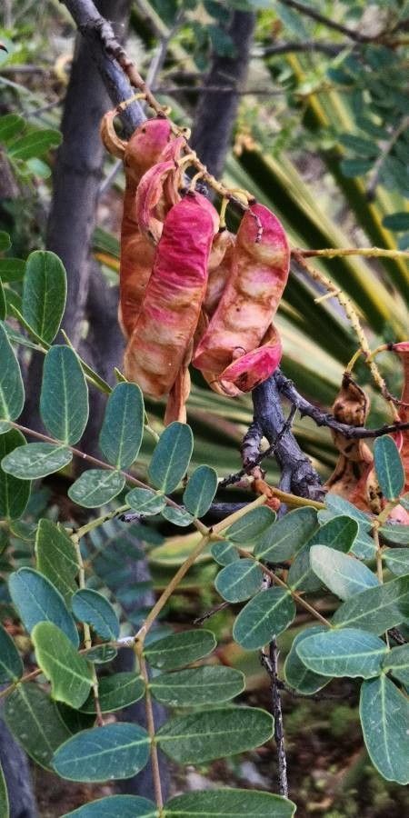 Caesalpinia spinosa fruit